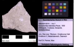 Foto (Objekt + Etiketten) von Goniodromites bidentatus (Reuss, 1859) (NHMW-GEO-1990-0041-0014)